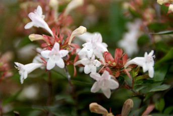 Abelia Grandiflora