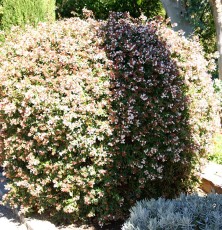 Abelia Grandiflora