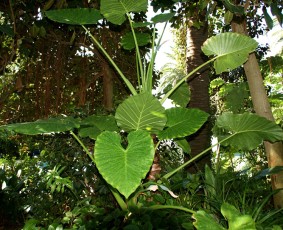 Alocasia