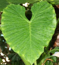 Alocasia