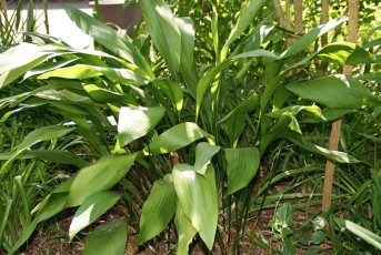 Aspidistra