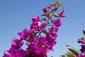 Bougainviller fleurs