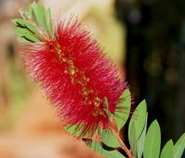 Callistemon fleurs