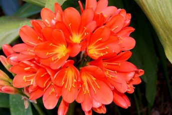 Clivia Miniata fleurs