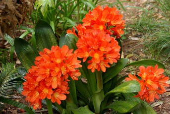 Clivia Miniata