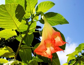 Datura fleurs