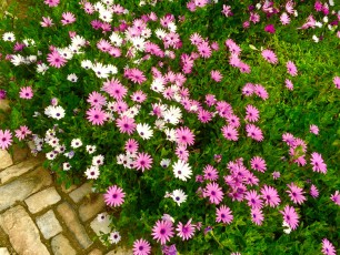 Dimorphotheca