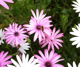 Dimorphotheca fleurs