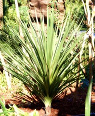 Dracena