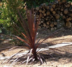 Dracena red star