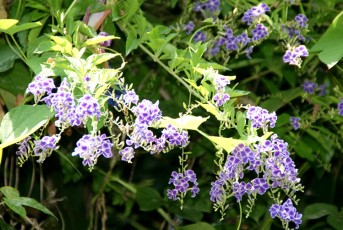 Durenta Repens fleurs