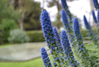 Echium fleurs