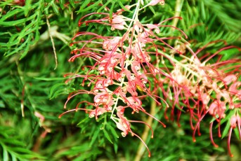 Grevillea fleurs