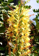 Hedychium fleur