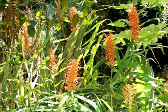 Hedychium