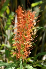 Hedychium fleur