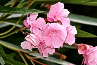 Laurier rose fleur