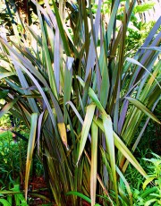 Phormium