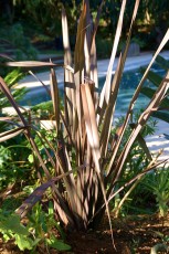 Phormium