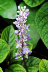 Plectranthus fleur