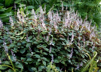 Plectranthus