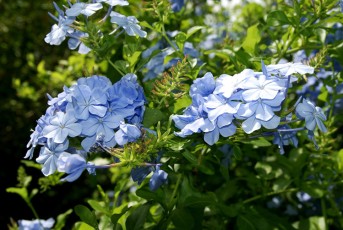 Plumbago