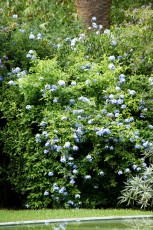 Plumbago