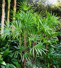 Rhapis Excelsa