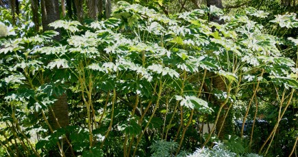 Tetrapanax