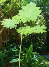 Tetrapanax