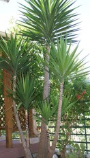 Yucca